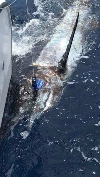 800 lbs Blue Marlin Cavalier & Blue Marlin Sport Fishing Gran Canaria