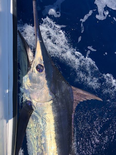 300 lbs Blue Marlin Cavalier & Blue Marlin Sportfischen Gran Canaria