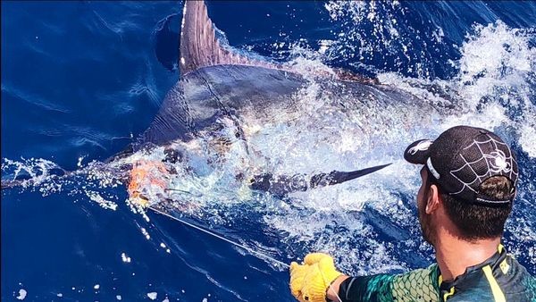 700 lbs Blue Marlin Cavalier & Blue Marlin Sport Fishing Gran Canaria