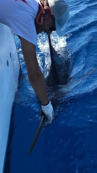 700 libras de aguja azul Cavalier & Blue Marlin Sport Fishing Gran Canaria