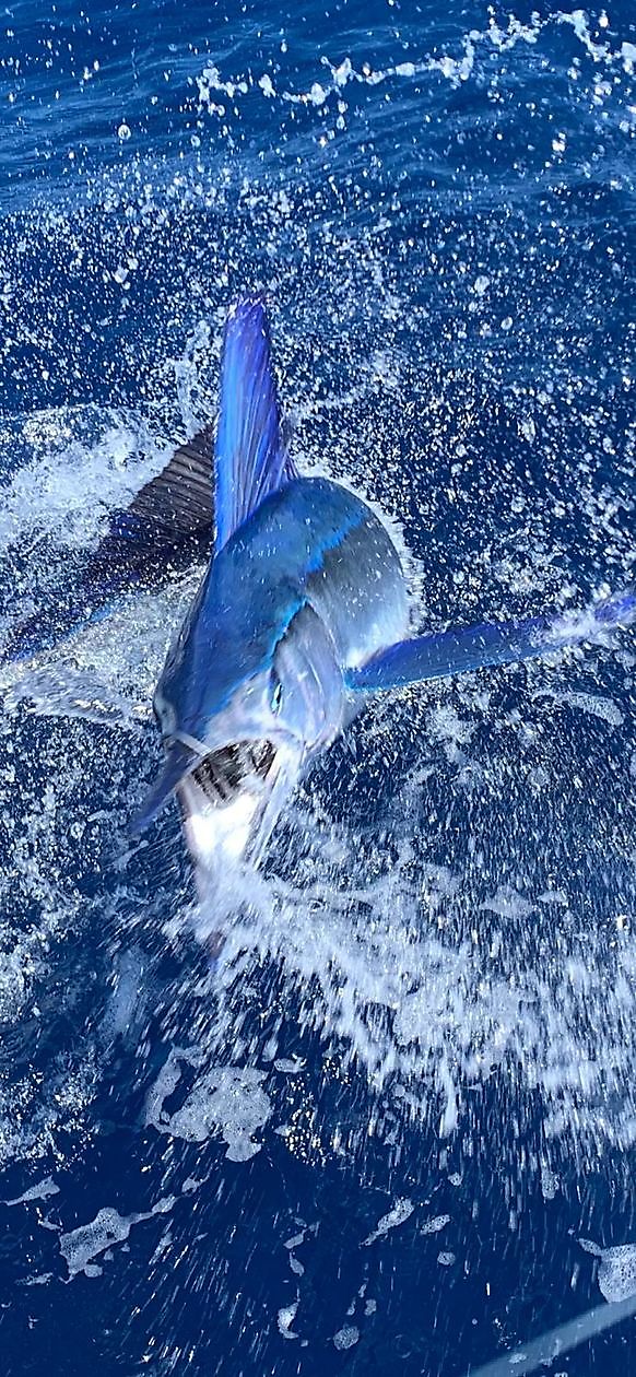 Cavalier released Blue Marlin & Spearfish Cavalier & Blue Marlin Sport Fishing Gran Canaria