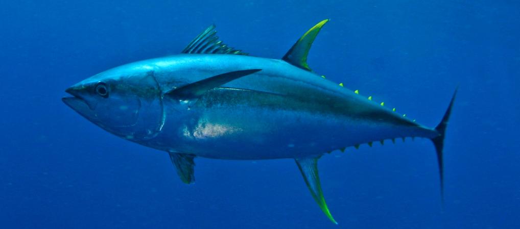 Thunfisch gelbe Flosse Cavalier & Blue Marlin Sport Fishing Gran Canaria