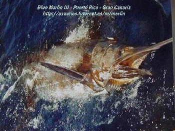 blauer Marlin Cavalier & Blue Marlin Sportfischen Gran Canaria