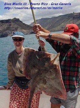 blonde ray Cavalier & Blue Marlin Pesca sportiva Gran Canaria