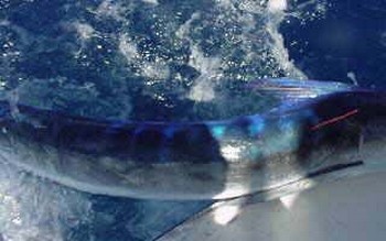 spjutfisk Cavalier & Blue Marlin Sport Fishing Gran Canaria