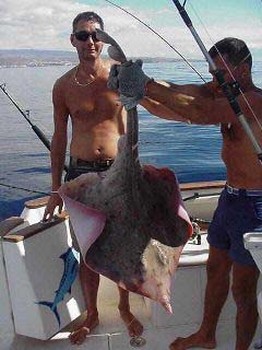 Dornenstrahl Cavalier & Blue Marlin Sport Fishing Gran Canaria