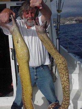 tiger moray Cavalier & Blue Marlin Sport Fishing Gran Canaria