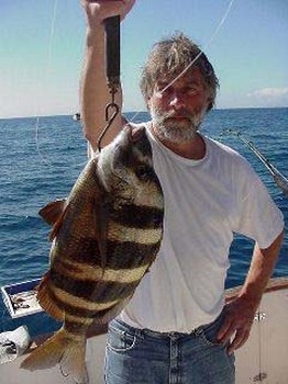 zebra seabream Cavalier & Blue Marlin Sport Fishing Gran Canaria