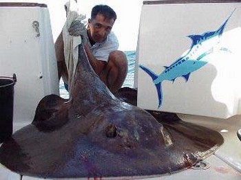 round stingray Cavalier & Blue Marlin Sport Fishing Gran Canaria