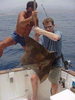 Entenschnabelstrahl Cavalier & Blue Marlin Sport Fishing Gran Canaria