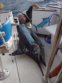 blå marlin Cavalier & Blue Marlin Sport Fishing Gran Canaria
