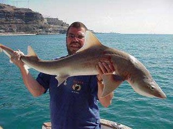 smooth hound Cavalier & Blue Marlin Sport Fishing Gran Canaria