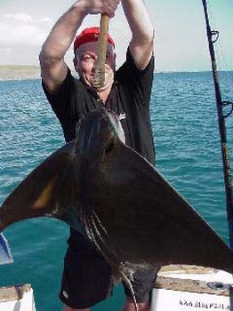 Cownose Ray Cavalier & Blue Marlin Sport Fishing Gran Canaria