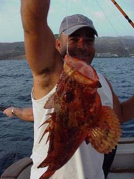Skorpionfisch Cavalier & Blue Marlin Sport Fishing Gran Canaria