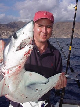 blue shark Cavalier & Blue Marlin Sport Fishing Gran Canaria