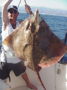 thornback ray Cavalier & Blue Marlin Pesca sportiva Gran Canaria