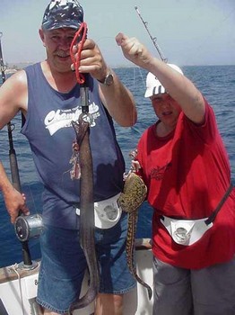 brauner Muränenaal Cavalier & Blue Marlin Sport Fishing Gran Canaria
