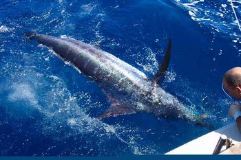 blue marlin Cavalier & Blue Marlin Pesca sportiva Gran Canaria