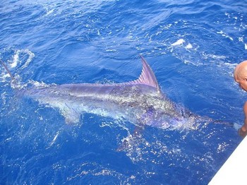 blauer Marlin Cavalier & Blue Marlin Sportfischen Gran Canaria