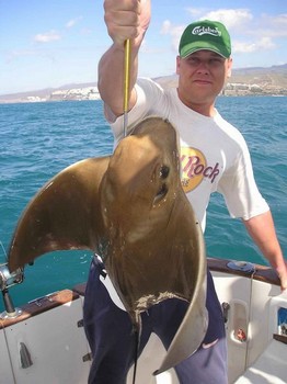 Cownose Ray Cavalier & Blue Marlin Sportfischen Gran Canaria