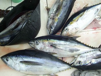 tonfisk med stora ögon Cavalier & Blue Marlin Sport Fishing Gran Canaria