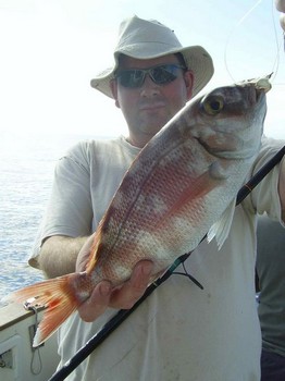 redbanded Seebrasse Cavalier & Blue Marlin Sport Fishing Gran Canaria