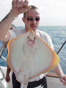 14/01 gemeiner Stachelrochen Cavalier & Blue Marlin Sportfischen Gran Canaria
