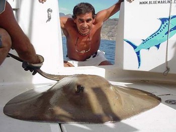 25/01 runder Stachelrochen Cavalier & Blue Marlin Sportfischen Gran Canaria
