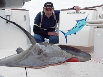 22/02 common stingray Cavalier & Blue Marlin Sport Fishing Gran Canaria