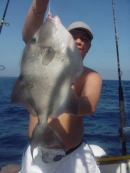 19/06 trigger fish Cavalier & Blue Marlin Sport Fishing Gran Canaria