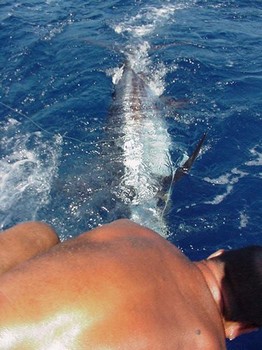 28/06 blauer Marlin Cavalier & Blue Marlin Sportfischen Gran Canaria