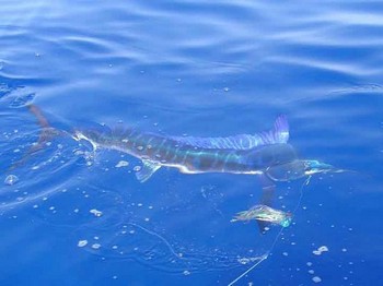 15/06 spjutfisk Cavalier & Blue Marlin Sport Fishing Gran Canaria