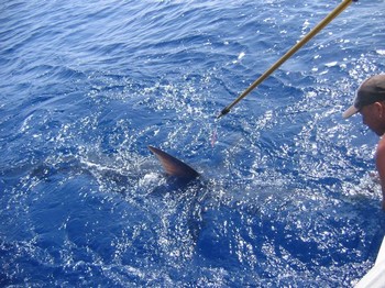20/06 blauer Marlin Cavalier & Blue Marlin Sport Fishing Gran Canaria