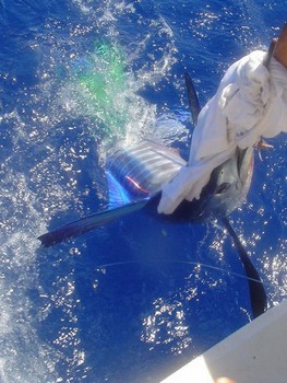 23/06 spearfish Cavalier & Blue Marlin Pesca sportiva Gran Canaria