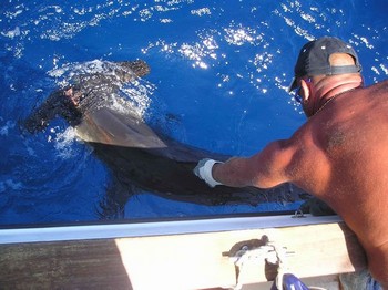 08/08 hammerhead shark Cavalier & Blue Marlin Sport Fishing Gran Canaria