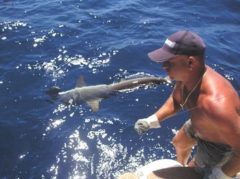 12/08 hammerhead shark Cavalier & Blue Marlin Sport Fishing Gran Canaria