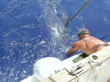 06/08 blue marlin Cavalier & Blue Marlin Sport Fishing Gran Canaria