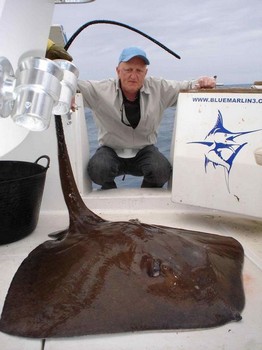 13/01 roughtail stingray Cavalier & Blue Marlin Sport Fishing Gran Canaria