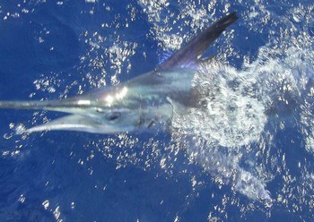 07/07 white marlin Cavalier & Blue Marlin Sport Fishing Gran Canaria