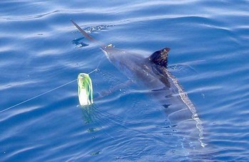 13/07 blue marlin Cavalier & Blue Marlin Sport Fishing Gran Canaria