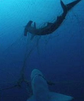 hammerhead shark Cavalier & Blue Marlin Sport Fishing Gran Canaria