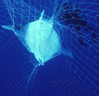 manta ray Cavalier & Blue Marlin Sport Fishing Gran Canaria
