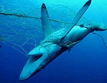 shark Cavalier & Blue Marlin Sport Fishing Gran Canaria