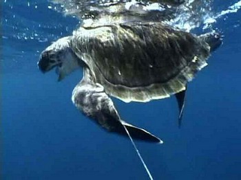 turtle Cavalier & Blue Marlin Sport Fishing Gran Canaria