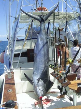 329 kilo / 726 lbs Cavalier & Blue Marlin Sport Fishing Gran Canaria