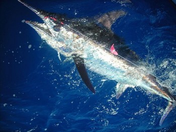 25/06 blue marlin Cavalier & Blue Marlin Sport Fishing Gran Canaria