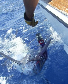 26/06 blue marlin Cavalier & Blue Marlin Sport Fishing Gran Canaria