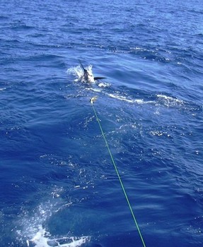blue marlin jumb Cavalier & Blue Marlin Sport Fishing Gran Canaria