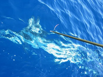 15/07 blue marlin Cavalier & Blue Marlin Sport Fishing Gran Canaria