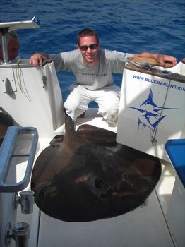 03/08 runder Stachelrochen Cavalier & Blue Marlin Sportfischen Gran Canaria